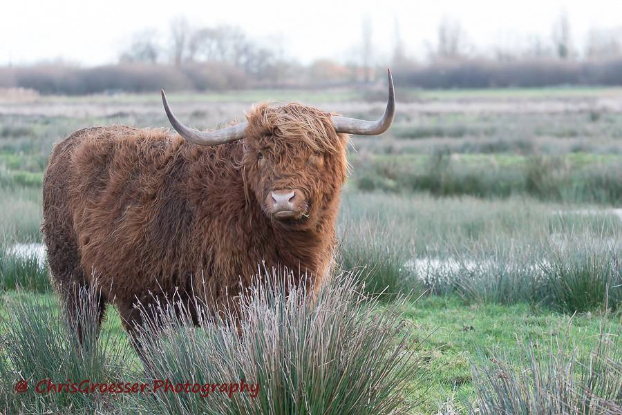 Nieuwsgierige schotse hooglander